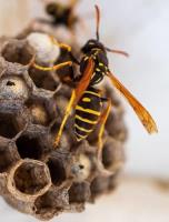 Wasp Removal Mosman image 7